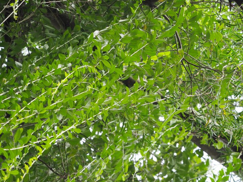 Tarlmounia elliptica, photographed by 葉子