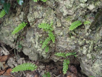 Adiantum ciliatum, photographed by 葉子