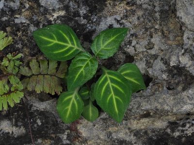Lepidagathis inaequalis, photographed by 葉子