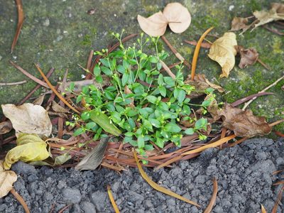 Leptopetalum biflorum, photographed by 葉子
