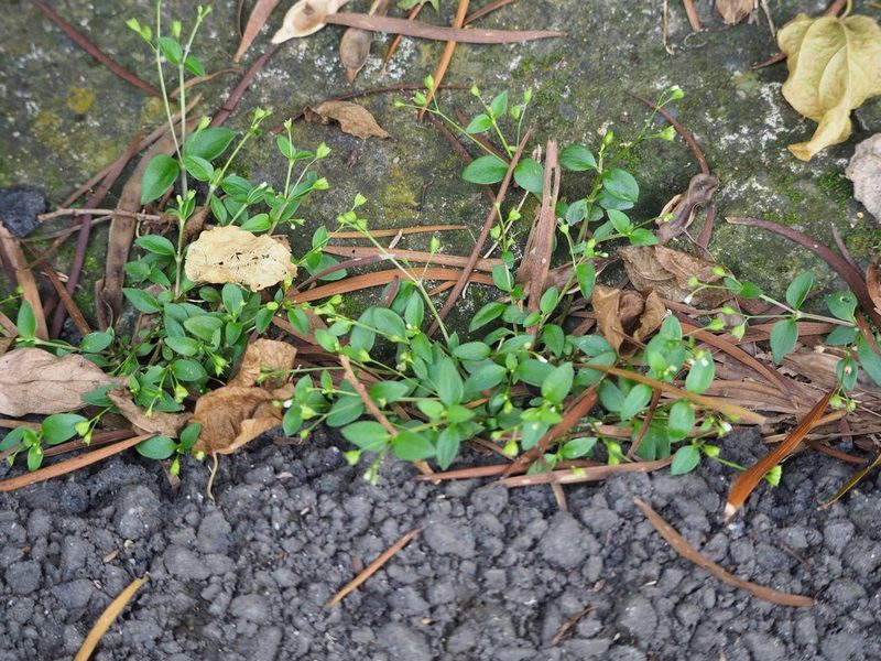 Leptopetalum biflorum, photographed by 葉子