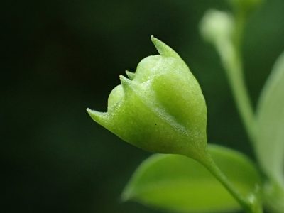 Leptopetalum biflorum, photographed by 葉子