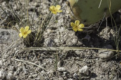 Linum berlandieri, photographed by Craig Martin
