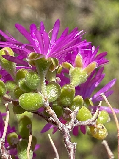 Drosanthemum globosum, photographed by Dave U