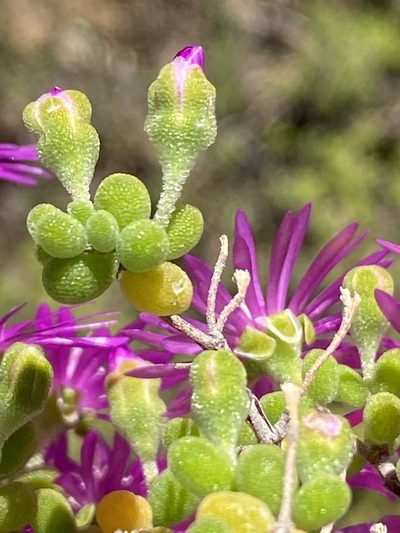 Drosanthemum globosum, photographed by Dave U