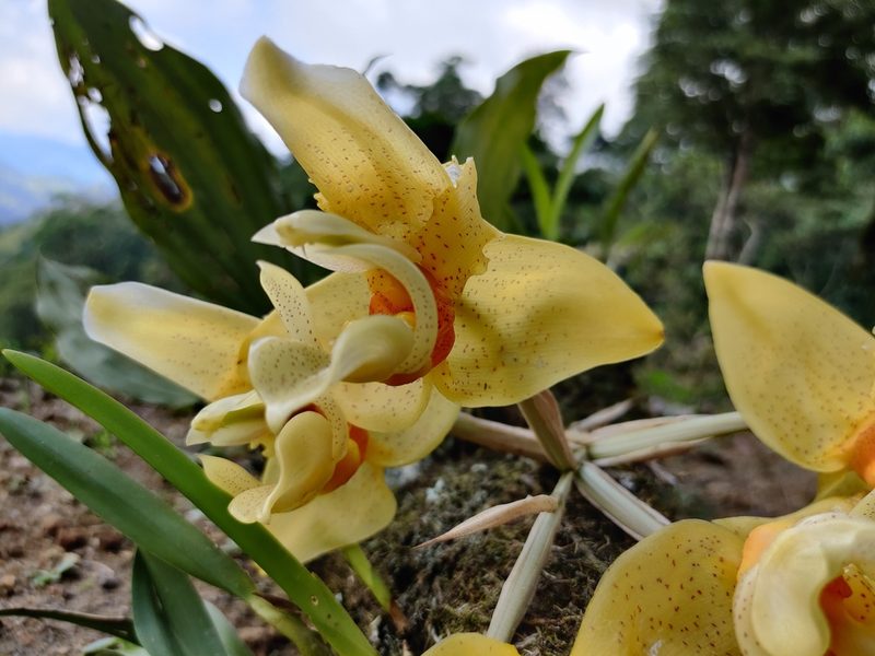 Stanhopea graveolens, photographed by Guillermo Guillen