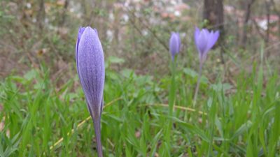 Crocus speciosus, photographed by Maky.Orel