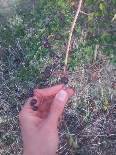 Crataegus pentagyna, photographed by Михаил Орлов
