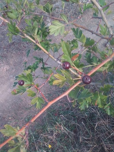 Crataegus pentagyna, photographed by Михаил Орлов