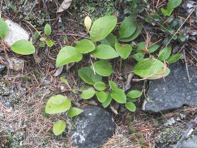 Antennaria racemosa, photographed by dougbrown