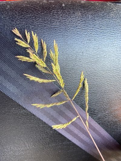 Trichoneura elegans, photographed by abm1985
