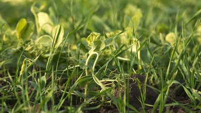 Lathyrus oleraceus, photographed by Вячеслав Юсупов
