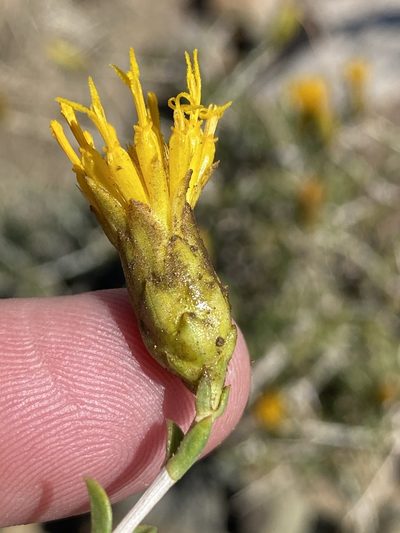 Pteronia viscosa, photographed by Dave U