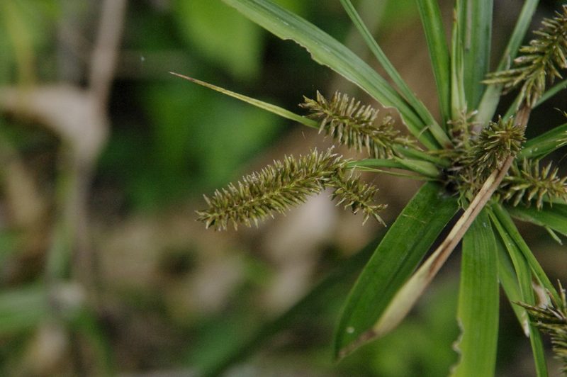 Cyperus hermaphroditus, photographed by Eric Knight