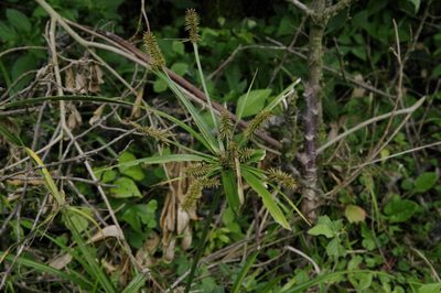 Cyperus hermaphroditus, photographed by Eric Knight