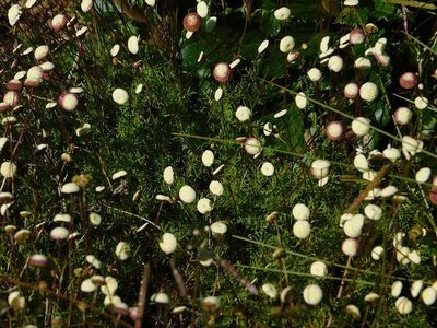 Cotula ceniifolia, photographed by Klaus Wehrlin