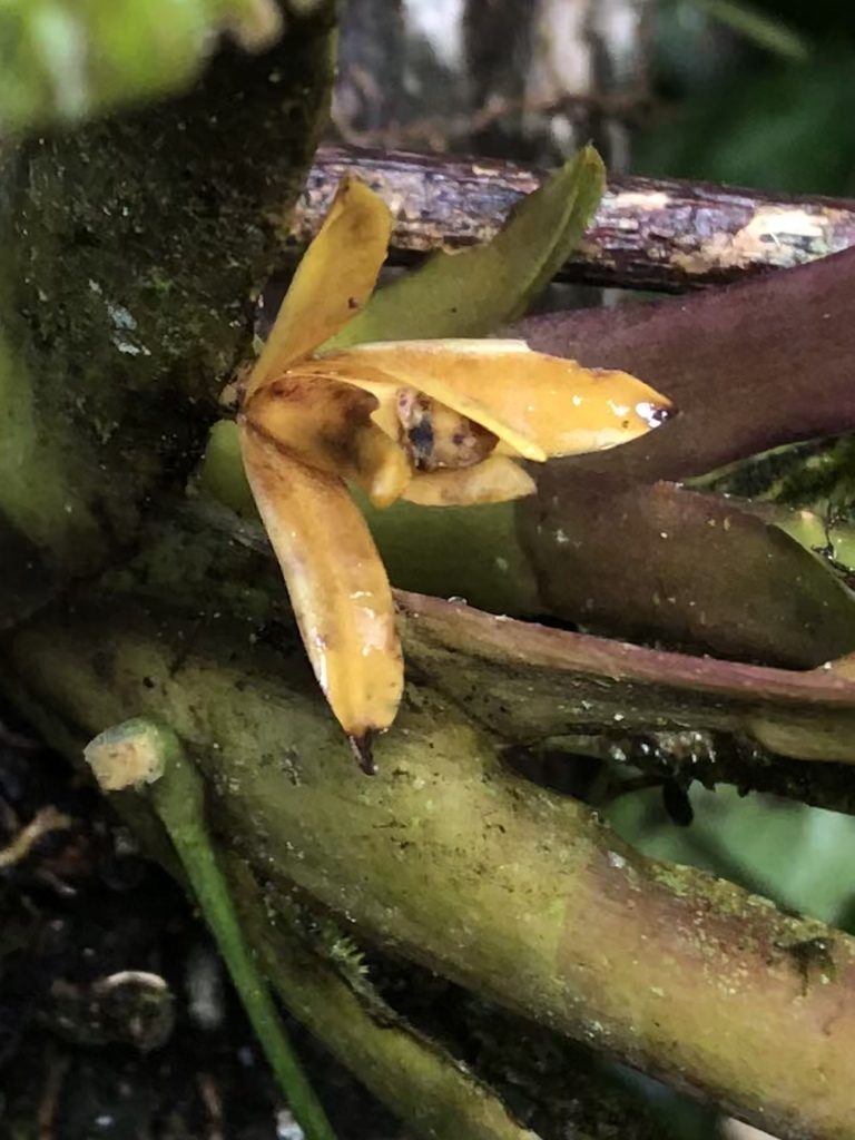 Maxillaria discolor, photographed by Jared Shorma