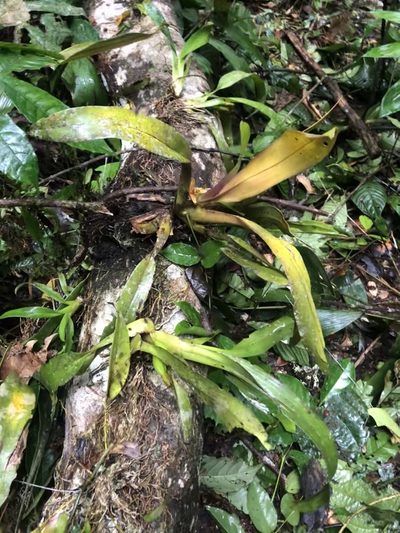 Maxillaria discolor, photographed by Jared Shorma