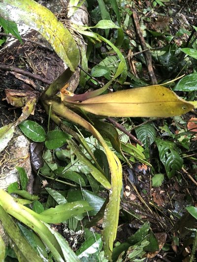 Maxillaria discolor, photographed by Jared Shorma