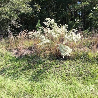 Eupatorium compositifolium, photographed by Becky Dill