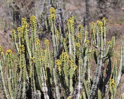 Euphorbia caerulescens, photographed by Dave Brown