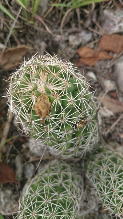 Coryphantha jalpanensis, photographed by Sandino Guerrero