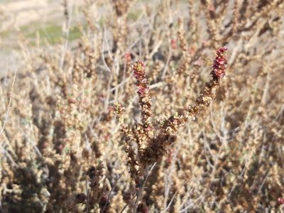 Salsola vermiculata, photographed by Rafael Medina