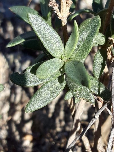 Helianthemum squamatum, photographed by Rafael Medina