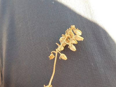 Helianthemum squamatum, photographed by Rafael Medina