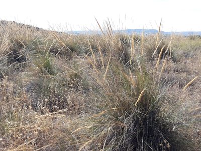 Macrochloa tenacissima, photographed by Rafael Medina