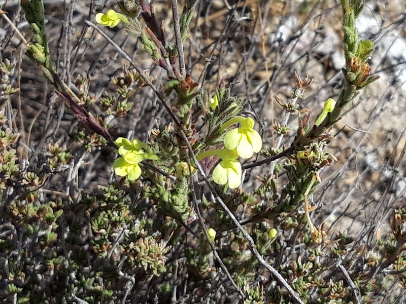 Odontites longiflorus, photographed by Rafael Medina