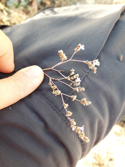 Limonium tournefortii, photographed by Rafael Medina