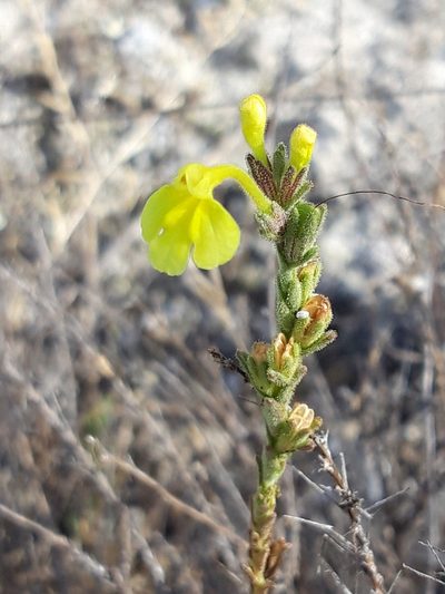 Odontites longiflorus, photographed by Rafael Medina