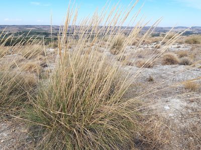 Macrochloa tenacissima, photographed by Rafael Medina