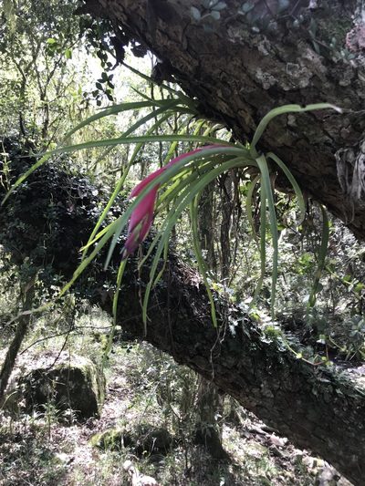 Billbergia nutans, photographed by Gabriel Laufer