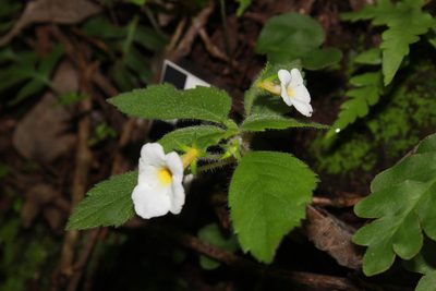 Achimenes occidentalis, photographed by Zazil Dellamary