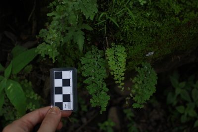 Adiantum concinnum