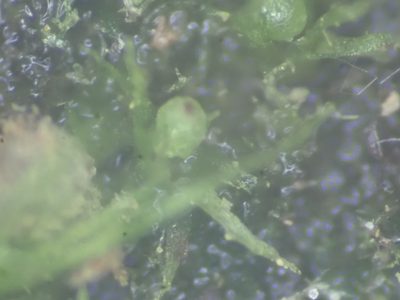 Ephemerum stoloniferum, photographed by Randal