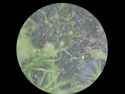 Ephemerum stoloniferum, photographed by Randal