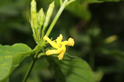Mandevilla foliosa, photographed by Zazil Dellamary