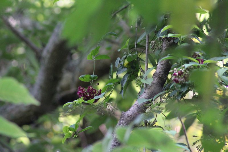 Thenardia floribunda, photographed by Zazil Dellamary