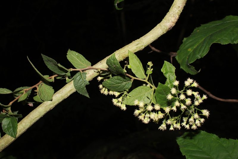 Archibaccharis serratifolia, photographed by Zazil Dellamary
