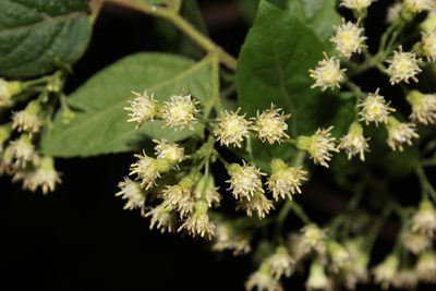Archibaccharis serratifolia, photographed by Zazil Dellamary