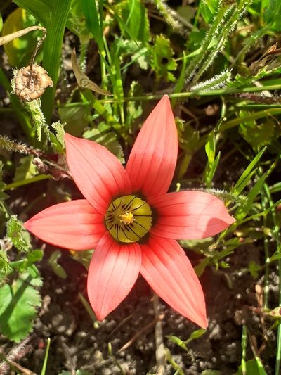 Romulea eximia, photographed by Brian du Preez