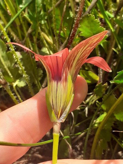 Romulea eximia, photographed by Brian du Preez