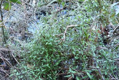 Urtica perconfusa, photographed by Colin Meurk