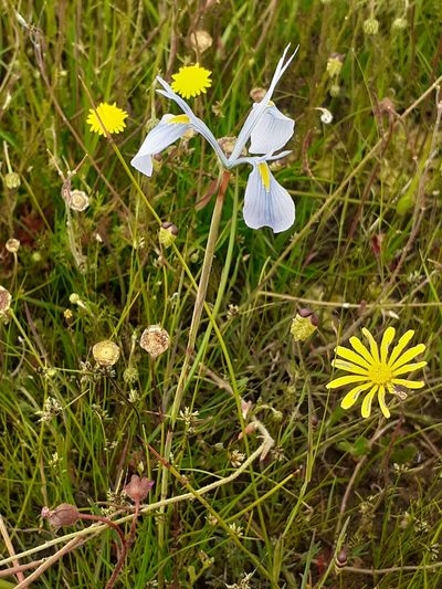 Moraea ogamana, photographed by Brian du Preez