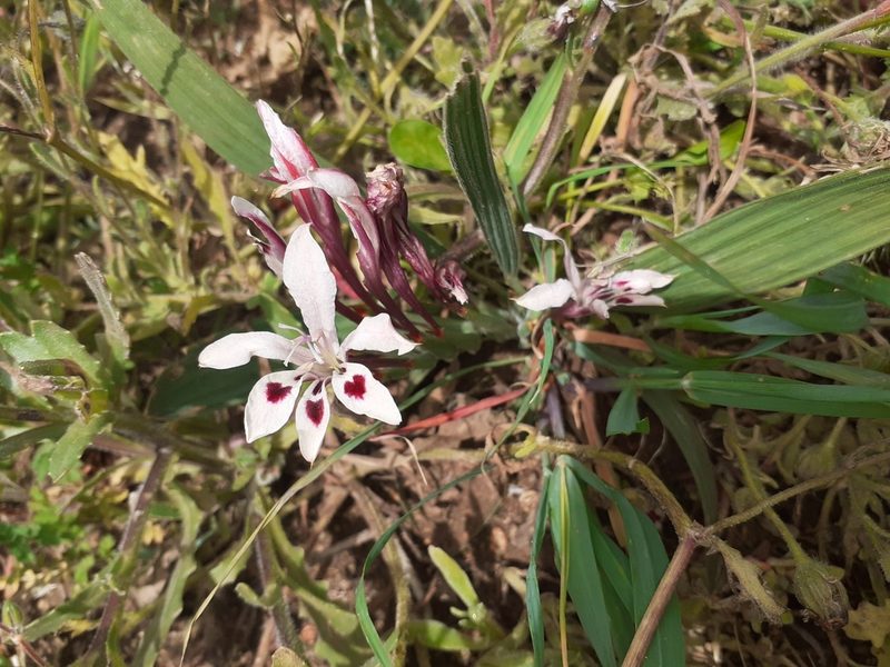 Babiana tubulosa, photographed by Brian du Preez
