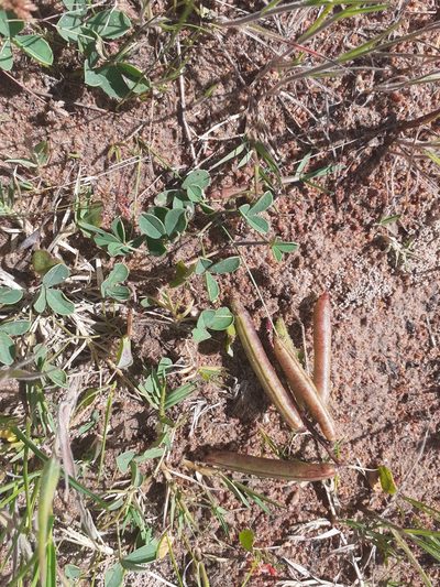 Indigofera procumbens, photographed by Brian du Preez