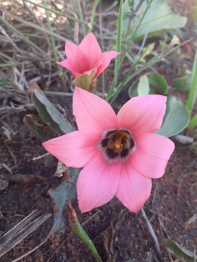 Romulea obscura, photographed by Brian du Preez